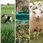 کشاورزی و دامپروری در عمان