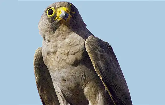 سازمان محیط زیست عمان: به گونه شاهین دودی (Sooty Falcon) در معرض خطر انقراض نظارت می شود