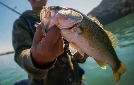 توسعه مزارع پرورش ماهی در البطینه: یک گام مهم به سوی تقویت امنیت غذایی