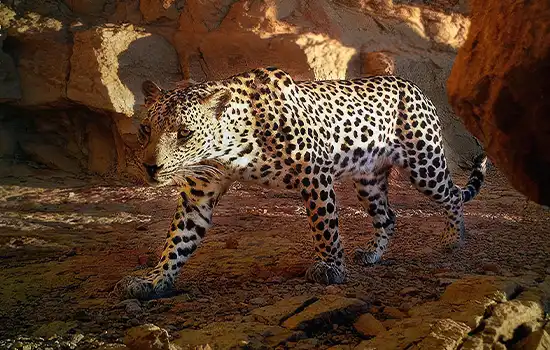 دوربین های نظارتی حیات وحش در ظفار 3 پلنگ عربی را در حال قدم زدن ثبت کرد