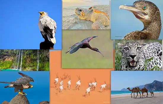 گونه های گیاهی و جانوری در عمان