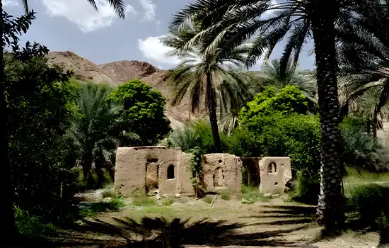 Abandoned Birkat al Mouz can be visited from nearby Nizwa