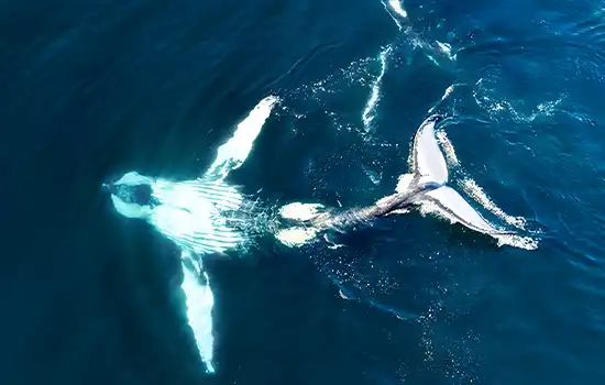 Humpback whale and dolphin tracking in Oman