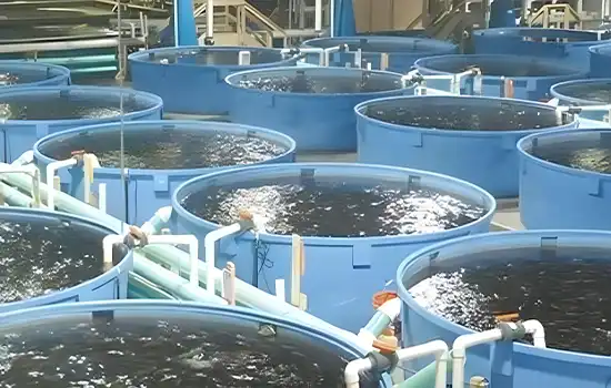 تولید و توسعه خوراک میگو در عمان با استفاده از مواد اولیه محلی