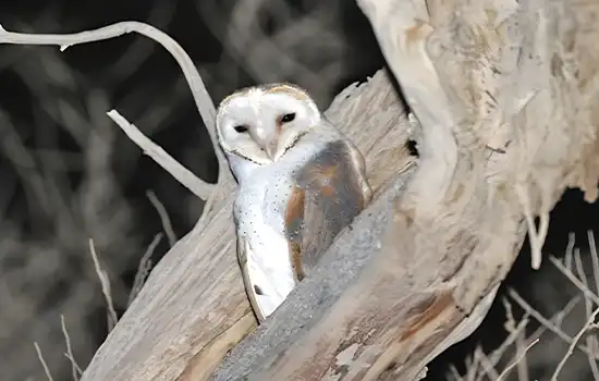 کشف پنج گونه در معرض خطر انقراض جغد در بريمی عمان