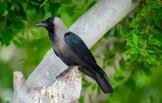 پاکسازی 297 هزار پرنده مهاجم در استان الباطنه شمالی