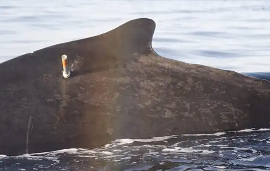 نصب تراشه ردیاب بر روی نهنگ گوژپشت