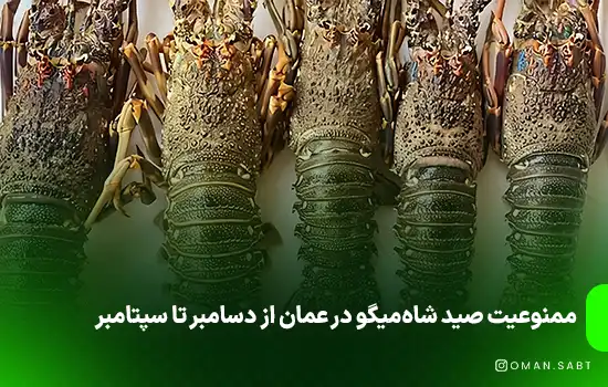 ممنوعیت صید شاه‌میگو در عمان از دسامبر تا سپتامبر