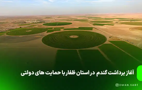 آغاز برداشت گندم در استان ظفار