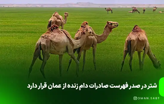 Camel is at the top of the list of live livestock exports from Oman