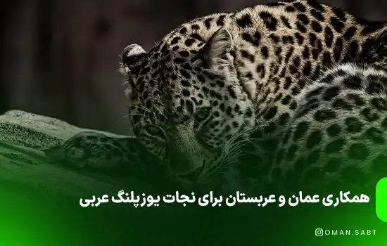Oman Saudi collaborate to save critically endangered Arabian leopard